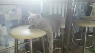 Пропала кошка в Орше — фото объявления