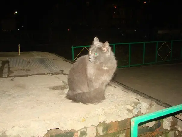 Пропала кошка в Горках — ПОМОГИТЕ, ПОЖАЛУЙСТА!!!!!!! (Перепост)В нашем повале жила кошка с котятами. Кошка была ласковая…