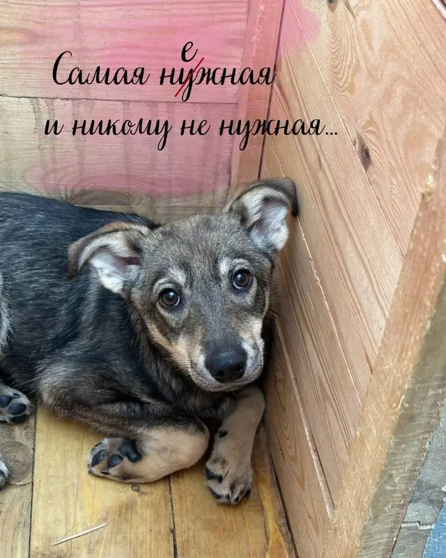 Найденная собака в Минске: Собаки, которые выросли в отлове, не видели ничего, кроме клеток. Им сложно находить общий язык с людьми и… Найдена собака в Минске — Собаки, которые выросли в отлове, не видели ничего, кроме клеток. Им сложно находить общий язык с…