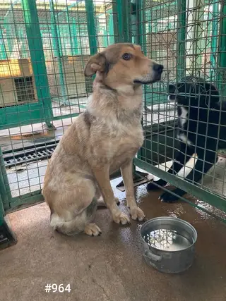 Найдена собака в Минске — Молодой мальчишка, ~1,5-2 года.