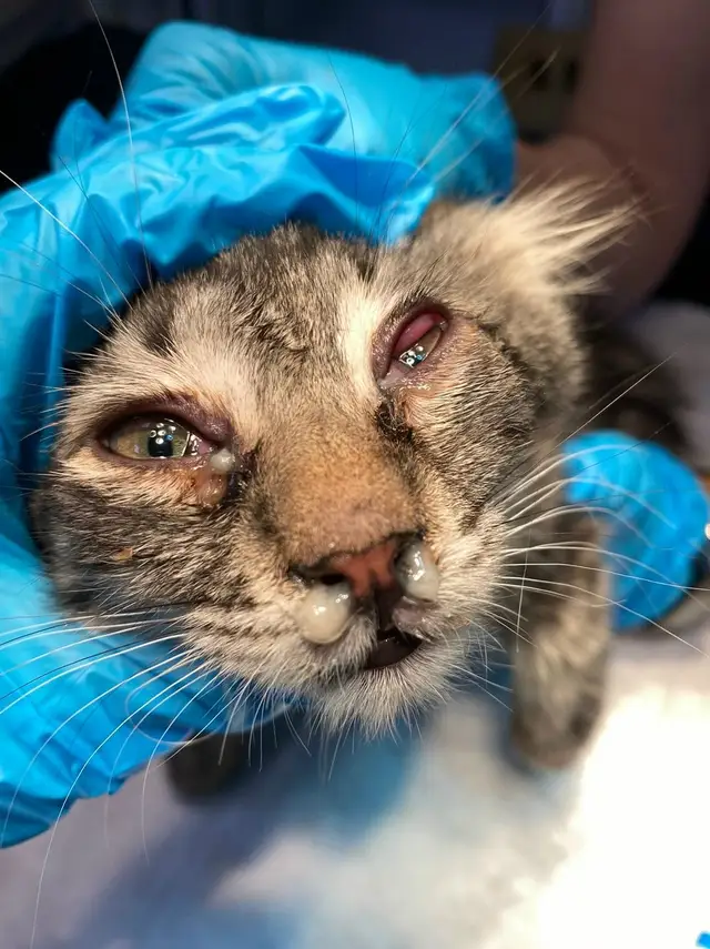 Найдена кошка в Столбцах — Котёнка около 3 месяцев подобрали на улице и принесли в инфекционный стационар на карантин для…