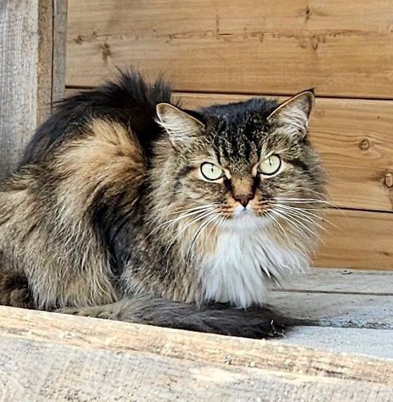Найденная кошка в Слуцке: Замечен кот/кошка.ул.Есенина- Космонавтов -Курганная Найдена кошка в Слуцке — Замечен кот/кошка.ул.Есенина- Космонавтов -Курганная