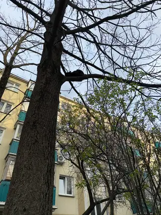 Найдена кошка в Слуцке — Замечена кошка,второй день на дереве,ул.орловская.телефон для связи и информации +375298592118