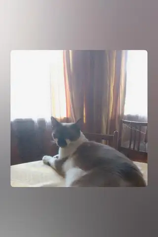 Пропала кошка в Слуцке — В заднепровья четвёртого краснофлодского проезда дома номер 3 пропала кошечка Лолита стирелизованая…
