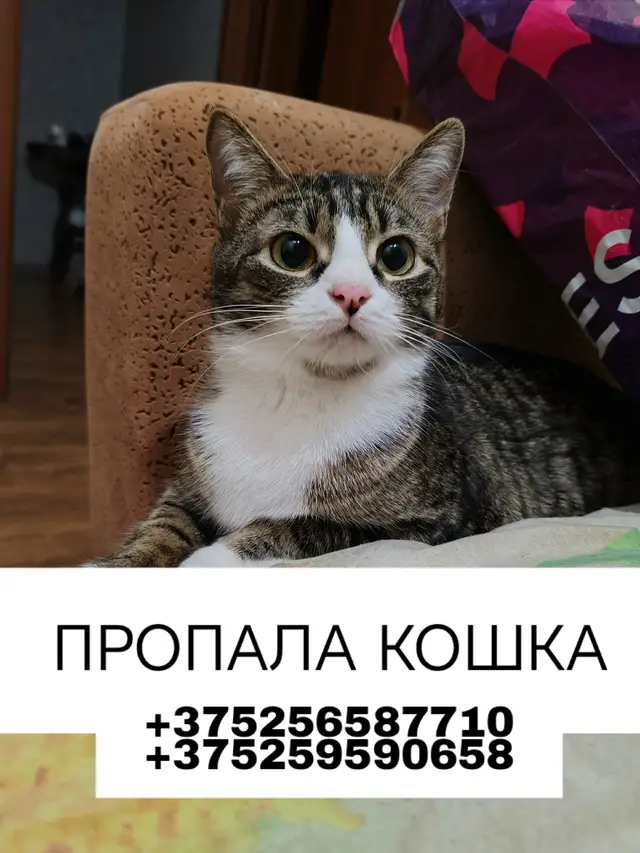 Пропала кошка в Слуцке — Убежала кошечка в районе байкальской 1 и улицы алтайской, пугливая и не идёт на руки