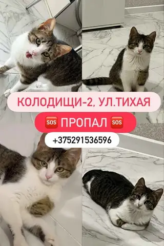 Пропала кошка в Слуцке — Колодищи ул. Тихая.