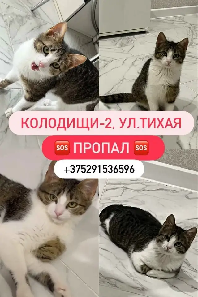 Пропала кошка в Слуцке — Колодищи ул. Тихая.
