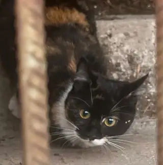 Найдена кошка в Слуцке — Минск!