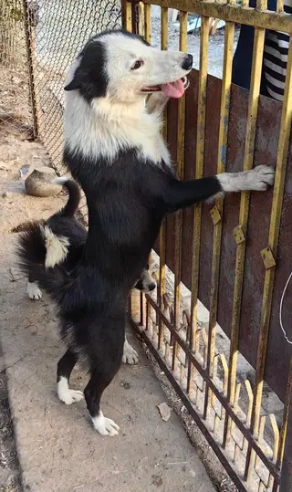 Пропала собака в Слуцке — Копыль