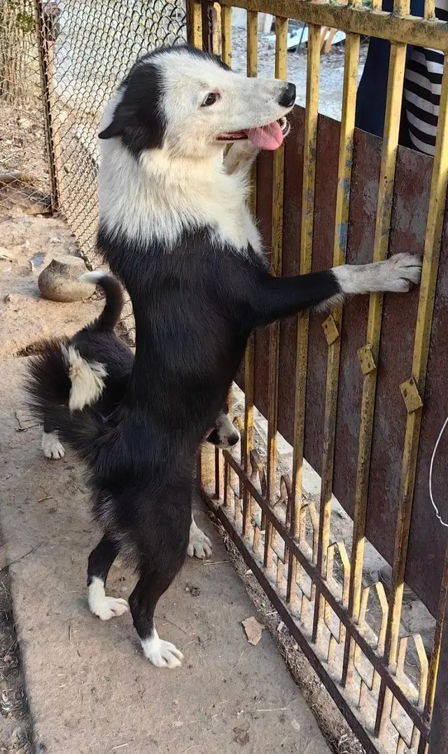 Пропала собака в Слуцке — Копыль