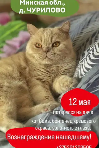 Пропала кошка в Слуцке — Минская обл., Узденский район