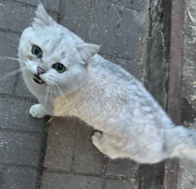 Найдена кошка в Слуцке — Замечена кошка!