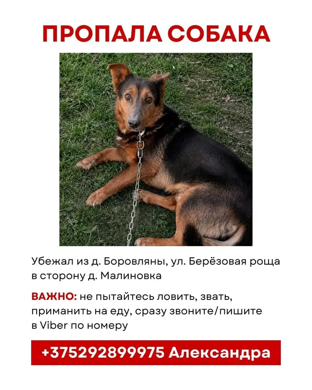 Пропала собака в Слуцке — Рокки сбежал с передержки🆘
