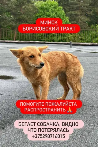 Найдена собака в Слуцке — Замечена собака, Борисовский тракт