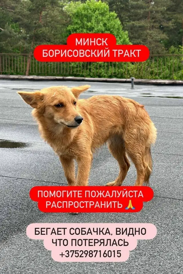 Найдена собака в Слуцке — Замечена собака, Борисовский тракт