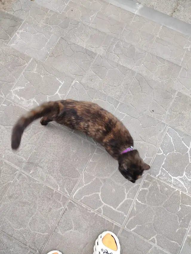 Найдена кошка в Слуцке — Замечена кошка,второй день,с фиолетовым ошейником. Минский район. аг. Лесной, Мирная.