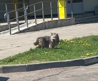 Найдена собака в Слуцке — Замечена маленькая пушистая собачка в районе Матусевича 75, Фрунзенский район, пол неизвестен.Побежала…