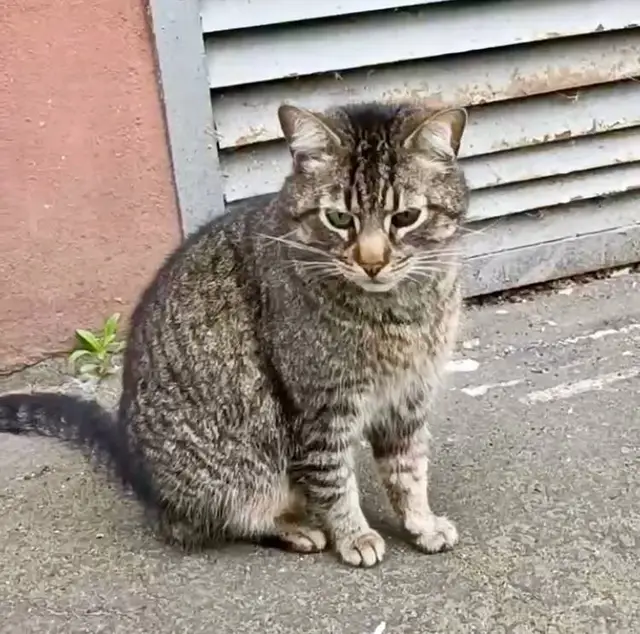 Найдена кошка в Слуцке — Замечен кот во дворе по ул. Матусевича.