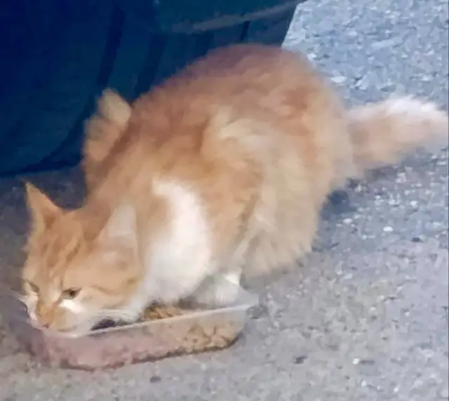 Найдена кошка в Слуцке — Замечен кот на ул. Дунина-Марцинкевича.