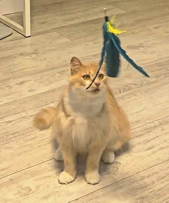 Найдена кошка в Слуцке — Внимание, Минск