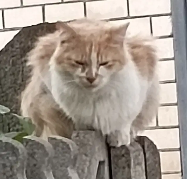 Найдена кошка в Слуцке — На ул.Алтайской замечен кот/кошка. Чистый, вроде с ошейником,но близко не подойти. +373336692070