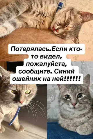 Пропала кошка в Слуцке — Кошечка 24 мая вечером, сбежала с балкона район БАМа Осиповичи, возможно травмирована, кто увидит…