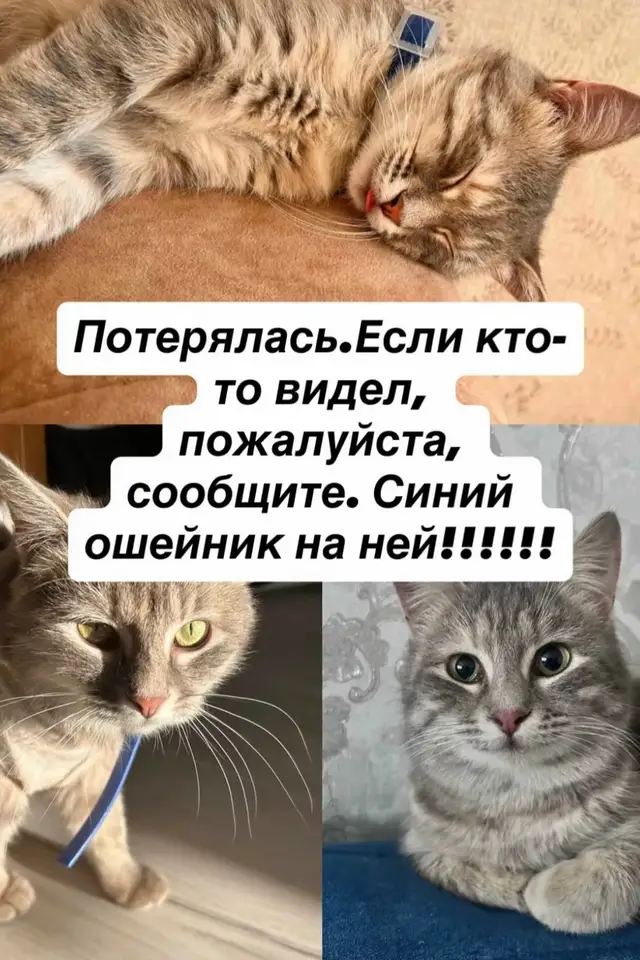 Пропала кошка в Слуцке — Кошечка 24 мая вечером, сбежала с балкона район БАМа Осиповичи, возможно травмирована, кто увидит…