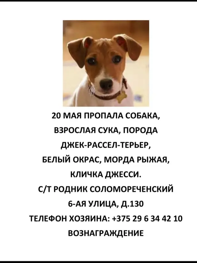 Пропала собака в Слуцке — Минкий р-н, в 5 км от а.г. Семково, д. Чучаны, Семков городок