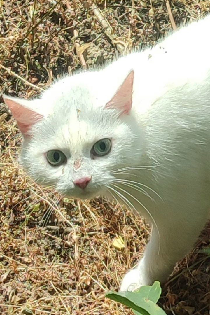 Найдена кошка в Жодине — в Барсуках(рядом с Жодино)замечена кошка, зеленоглазая с розовым ошейникрм.