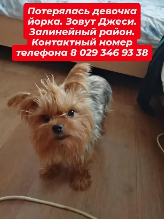 Пропала собака в Борисове — фото объявления