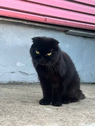 Найдена кошка в Минске — Замечен кот, Серебрянка ул.малинина тел.+375 29 614 89 70