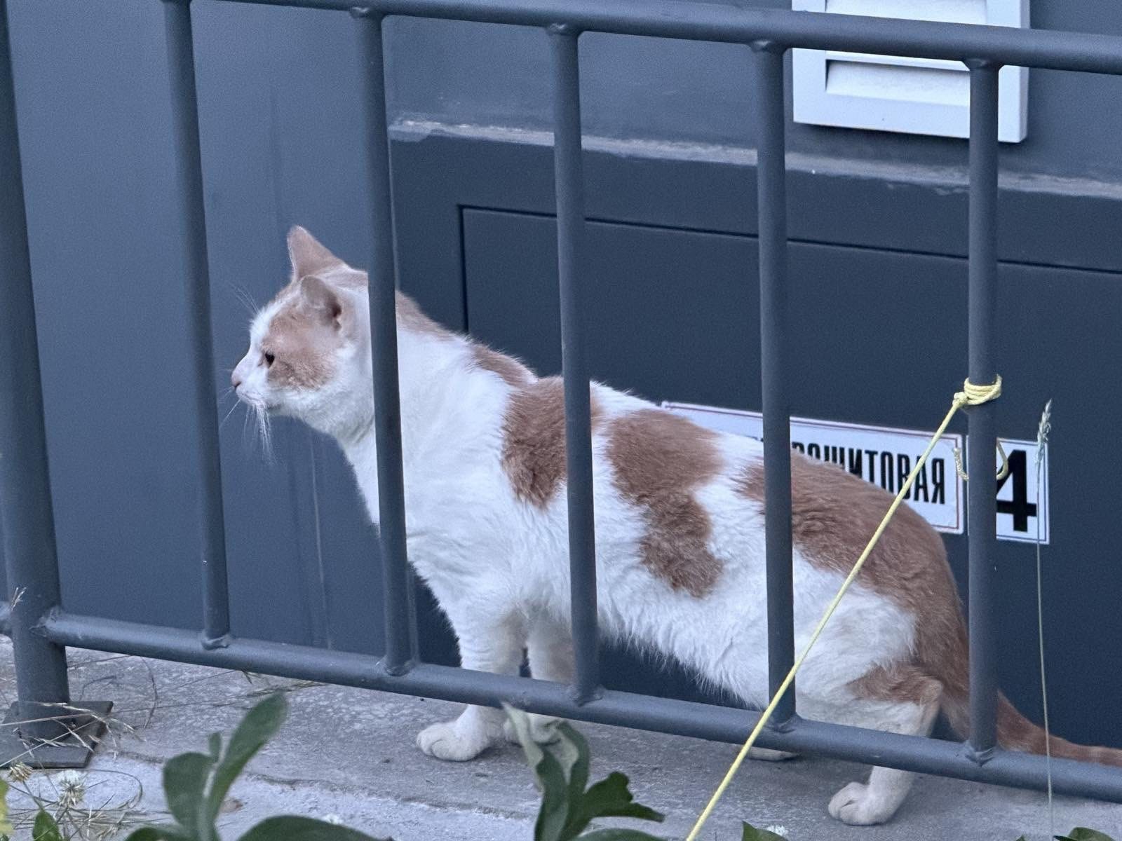 Найдена кошка в Смолевичах — Замечен кот на ул Белореченская. Смолевичи.
