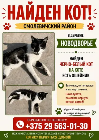 Пропала кошка в Смолевичах — фото объявления