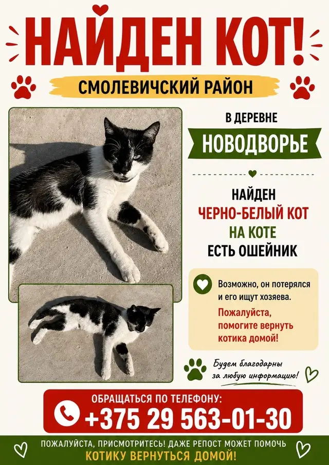 Пропавшая кошка в Смолевичах Пропала кошка в Смолевичах — фото объявления