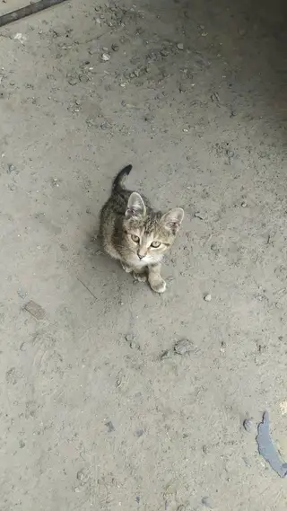 Найдена кошка в Мозыре — КОТЁНОК В ДОБРЫЕ РУКИ!