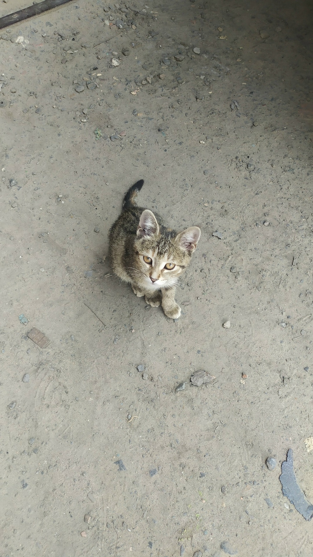Найденная кошка в Мозыре: КОТЁНОК В ДОБРЫЕ РУКИ! Найдена кошка в Мозыре — КОТЁНОК В ДОБРЫЕ РУКИ!