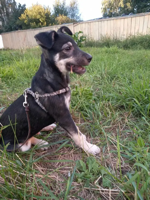 Найдена собака в Мозыре — Мозырь. Найден щенок на улице. 🐶 Очень контактный, весёлый, дружелюбный, в общем ребёнок. Ему очень…