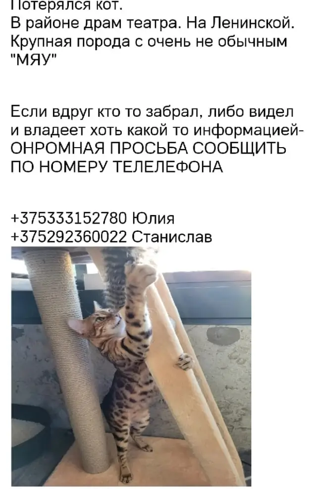 Найдена кошка в Мозыре — фото объявления