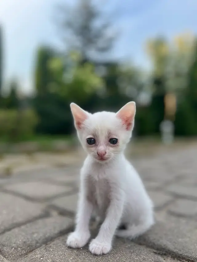Найдена кошка в Мозыре — Замечательный котенок ( мальчик ) ищет себе дом и заботливых, ответственных, любящих хозяев!