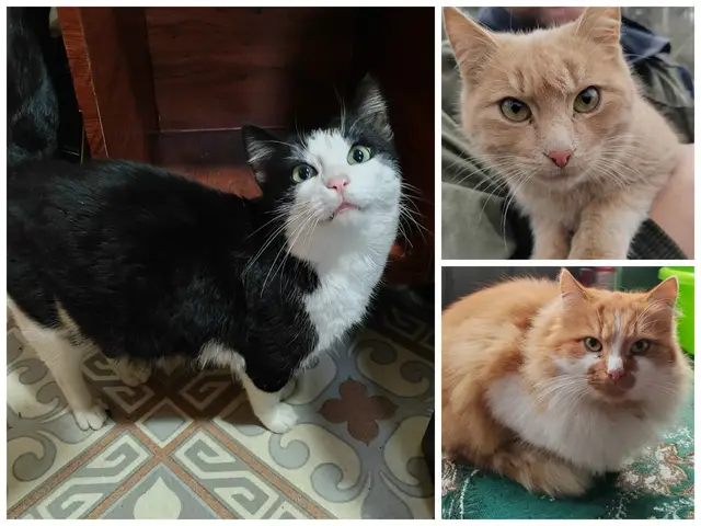 Найдена кошка в Мозыре — Милые и очень ласковые котики ищут себе дом. Первому котику где около 2-х лет, кастрированный и на…