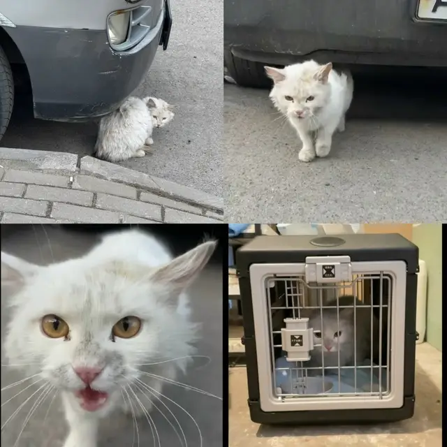 Найдена кошка в Борисове — ЛО, Всеволожский район,