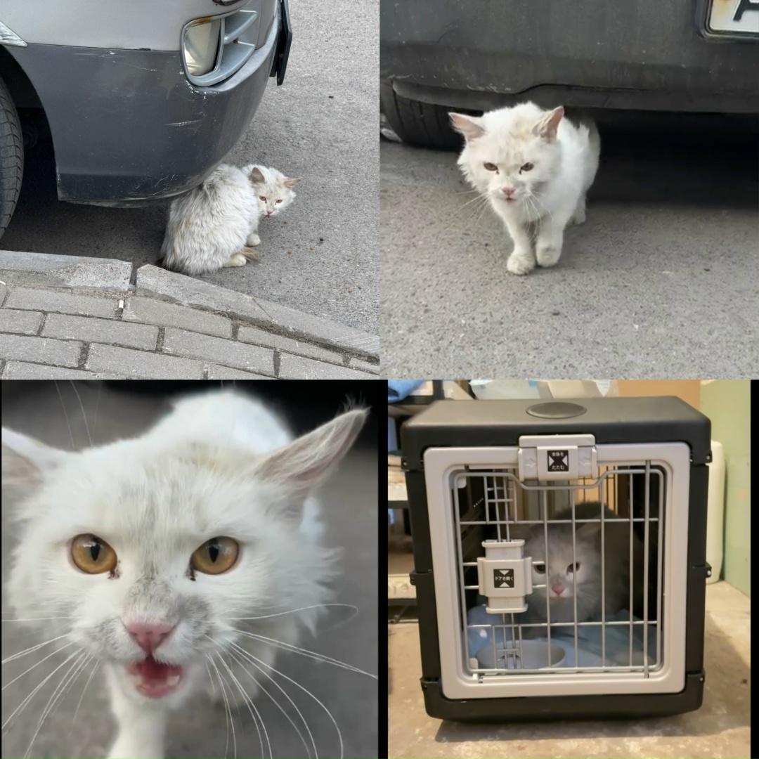 Найденная кошка в Борисове: ЛО, Всеволожский район, Найдена кошка в Борисове — ЛО, Всеволожский район,