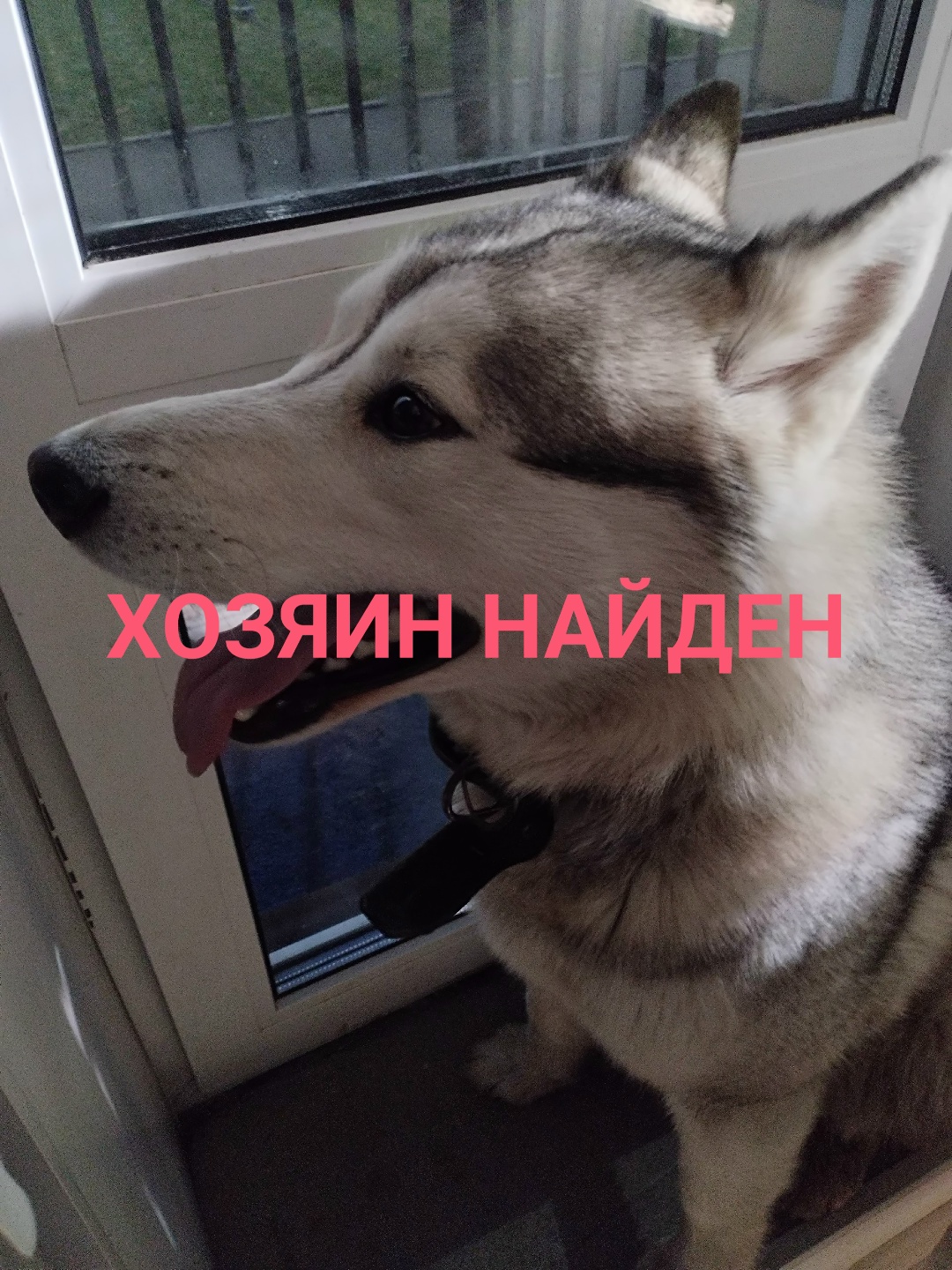 Найденная собака в Борисове: ПОИСК ХОЗЯЕВ Найдена собака в Борисове — ПОИСК ХОЗЯЕВ