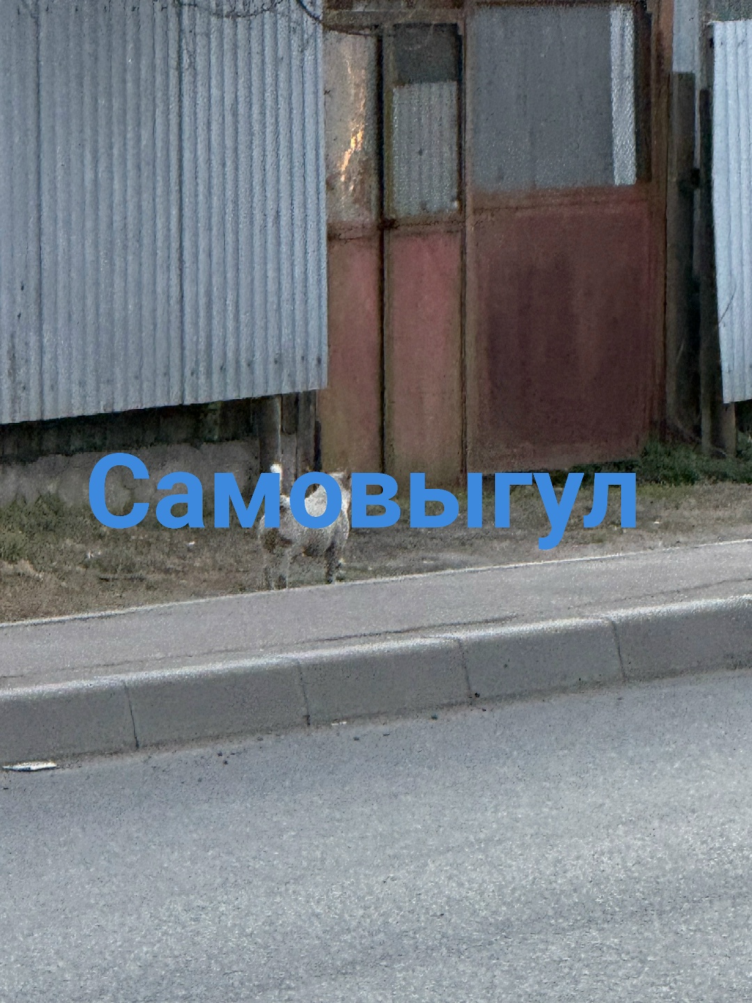 Найденная собака в Борисове: ЛО, Всеволожский район, Мурино #Пропаласобака Найдена собака в Борисове — ЛО, Всеволожский район, Мурино #Пропаласобака