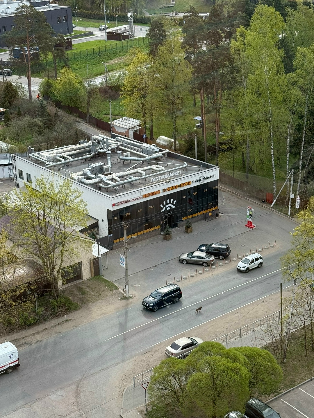 Найденная собака в Борисове: ЛО, г. Всеволожск Найдена собака в Борисове — ЛО, г. Всеволожск