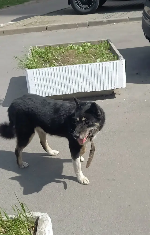 Найдена собака в Борисове — Здравствуйте! На углу Энгельса и Луначарского бегает пес. Выглядит потерянным, может выбежать на…