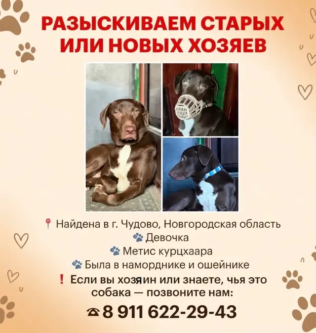 Найдена собака в Борисове — Новгородская область, Чудовво