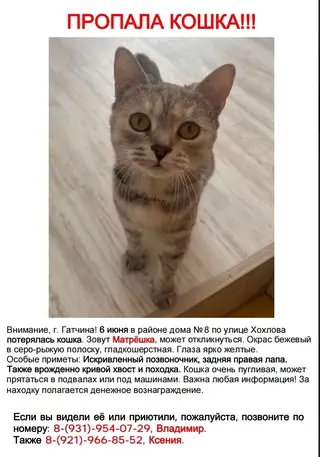 Пропала кошка в Борисове — ЛО, г.Гатчина, улица Хохлова, д.8.