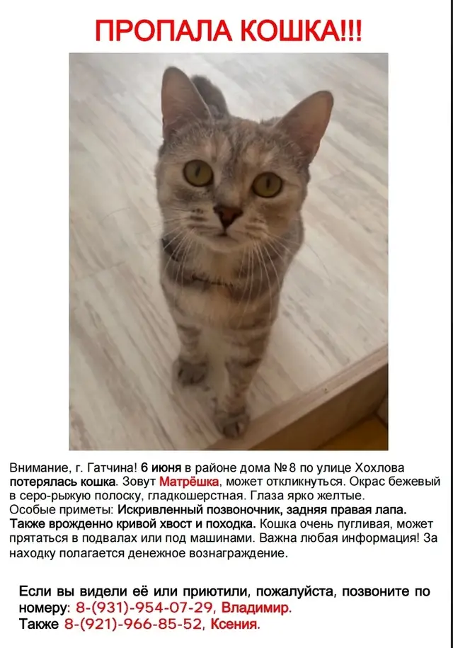 Пропала кошка в Борисове — ЛО, г.Гатчина, улица Хохлова, д.8.