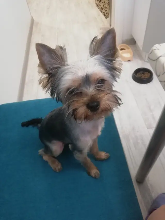 Пропала собака в Солигорске — фото объявления